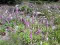 IMG-20210728-WA0036